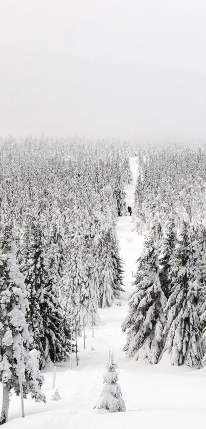 Snowy forest filled with tall, snow-covered pine trees.