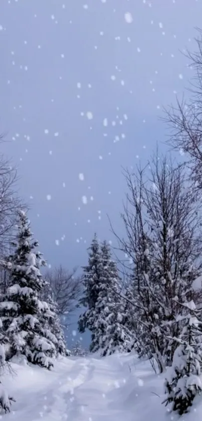 Snowy path through a winter forest with bare trees and a blue sky.