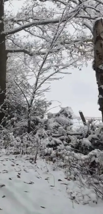 Serene snowy forest path in winter.