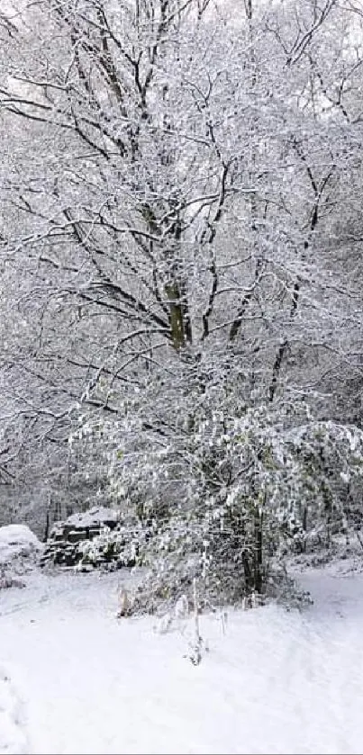 A serene snowy forest path in winter with frosty trees.