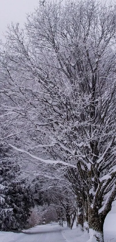 Serene snowy forest path with frosted trees.