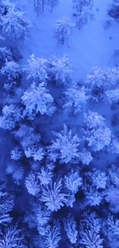 Aerial view of snowy forest with blue tones.