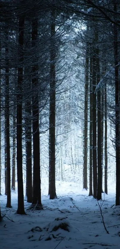 Serene snowy winter forest with tall trees.