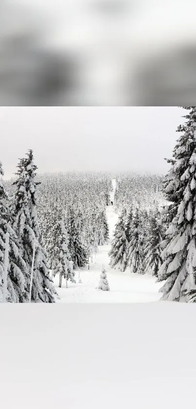 Tranquil snowy trees in a winter forest landscape.