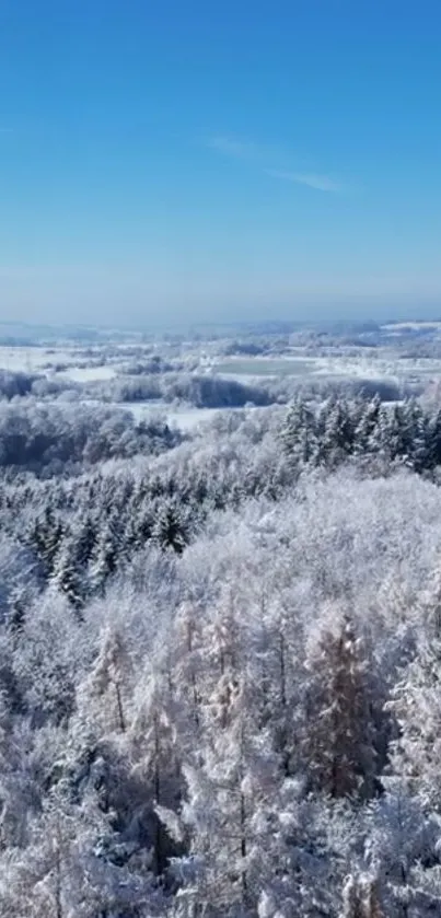 Aerial view of a snowy forest under a clear blue sky in winter.