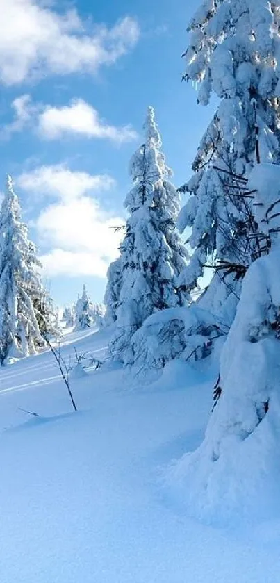 Snowy forest with blue sky background mobile wallpaper.