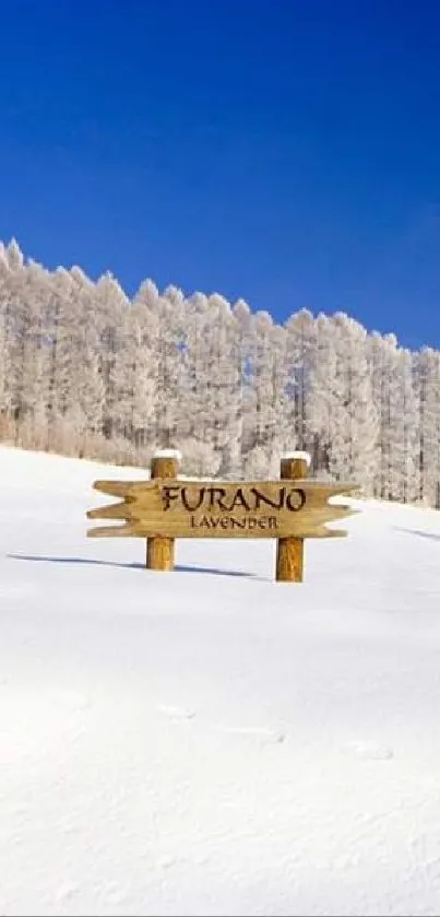 Snowy landscape with frosted trees and blue sky.