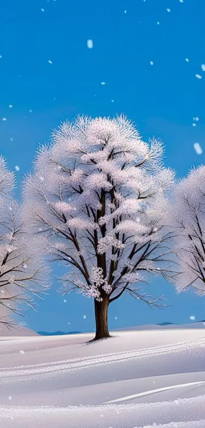 Snow-covered trees with a blue sky backdrop.