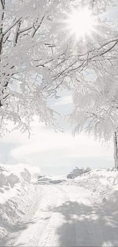 Snow-covered path with bright sunlight filtering through trees.