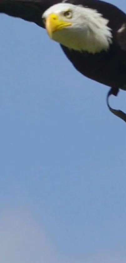 Bald eagle soaring in a clear, blue sky.