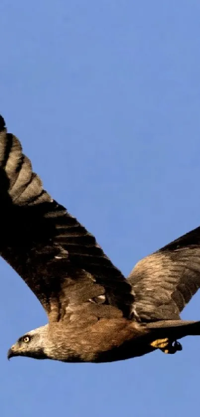 Eagle soaring gracefully in clear blue sky.