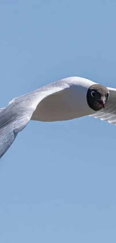 A seagull gracefully soars through a bright blue sky, wings spread wide.