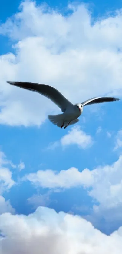 Seagull flying in a bright blue sky with fluffy white clouds.