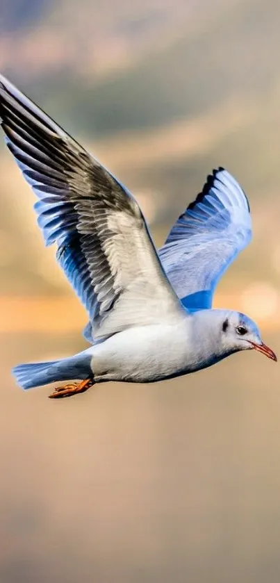 Seagull gracefully flying against a blue-green sky background.