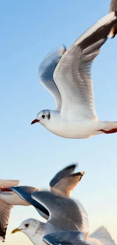 Seagulls soaring in a clear blue sky.