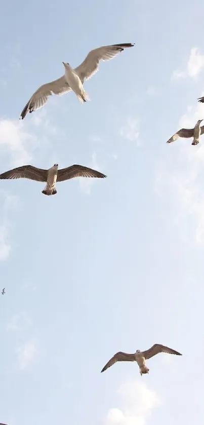 Seagulls flying across a pale blue sky with scattered clouds.