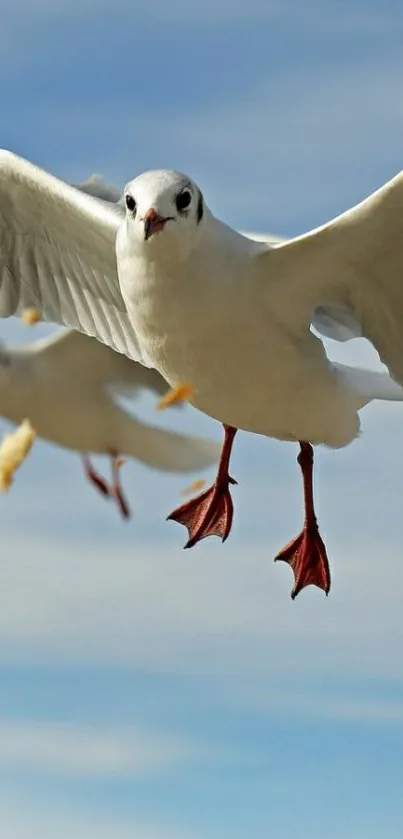 Seagulls flying against a clear blue sky.