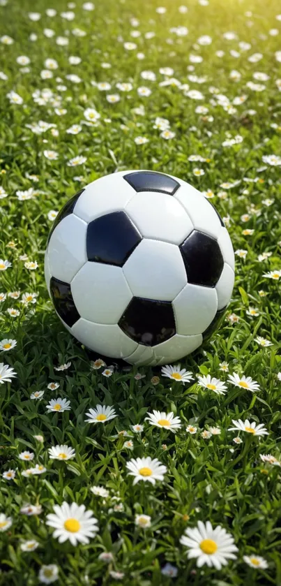 Soccer ball on green grass with daisies under a bright sky.