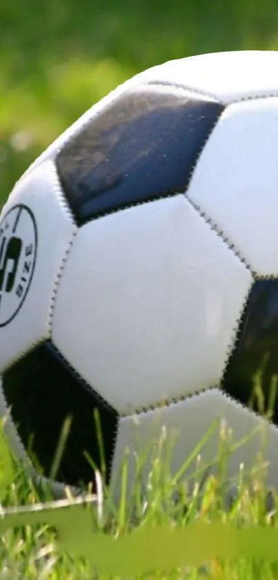 Black and white soccer ball on green grass.