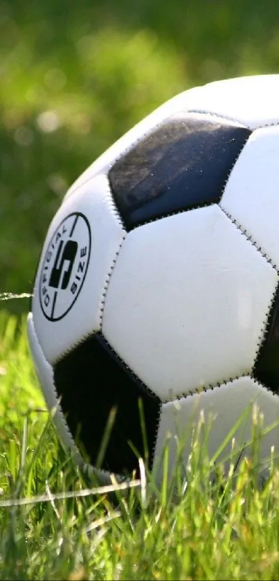 Soccer ball placed on lush green grass.