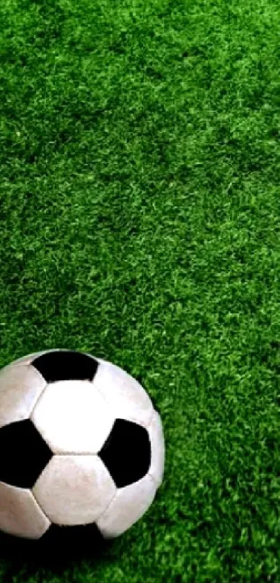 Soccer ball on lush green grass field wallpaper.