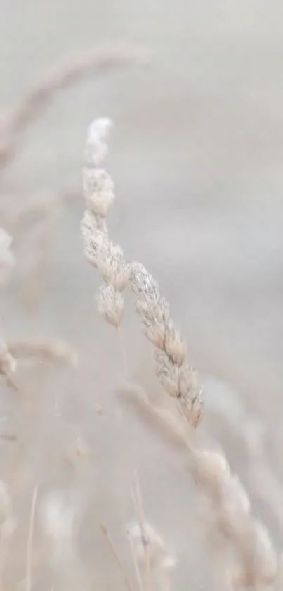 Serene beige wallpaper with close-up of dried plants.