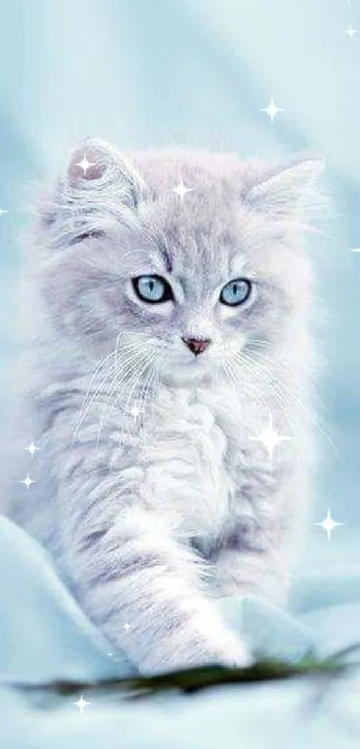 Fluffy grey kitten with blue eyes on a light blue background.