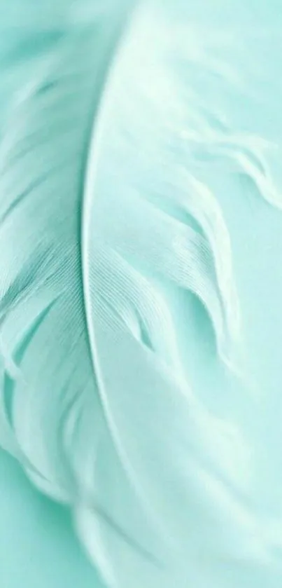 Soft aqua feather on minimalist background.