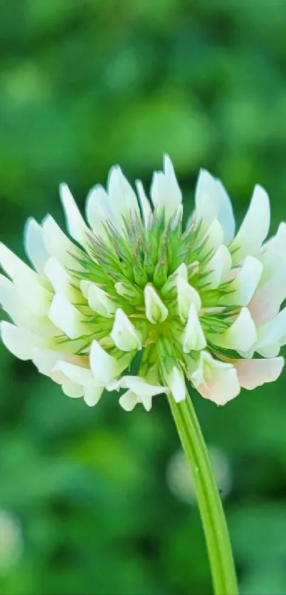 Close-up of white flower with green background.