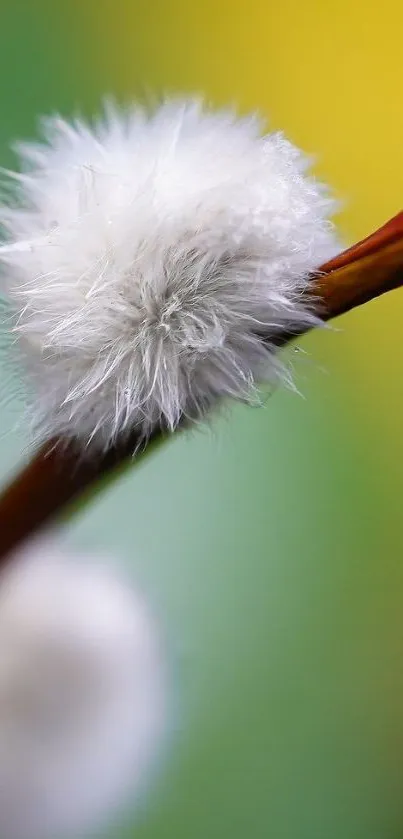 Close-up of a fluffy plant with green and yellow background.