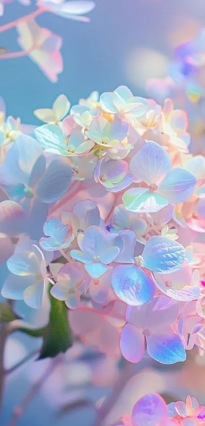 Soft pastel hydrangeas in bloom, creating a serene mobile wallpaper.