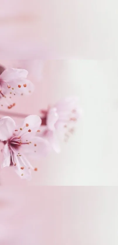 Soft pink blossom mobile wallpaper with delicate flowers.