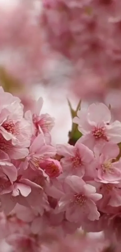 Soft pink cherry blossoms in full bloom on a mobile wallpaper.