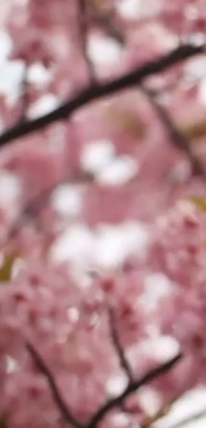 Blurry pink cherry blossoms on branches, creating a soft, serene visual.