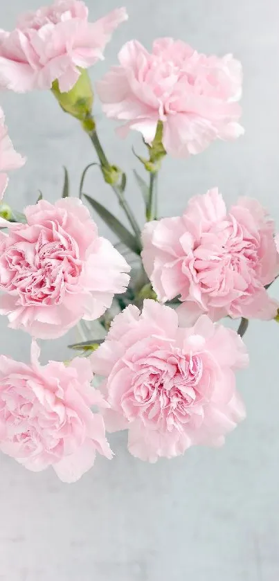 Soft pink carnations on a light background for mobile wallpaper.