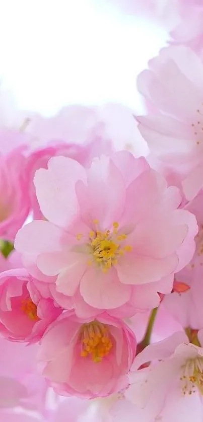 Beautiful pink cherry blossoms in full bloom.