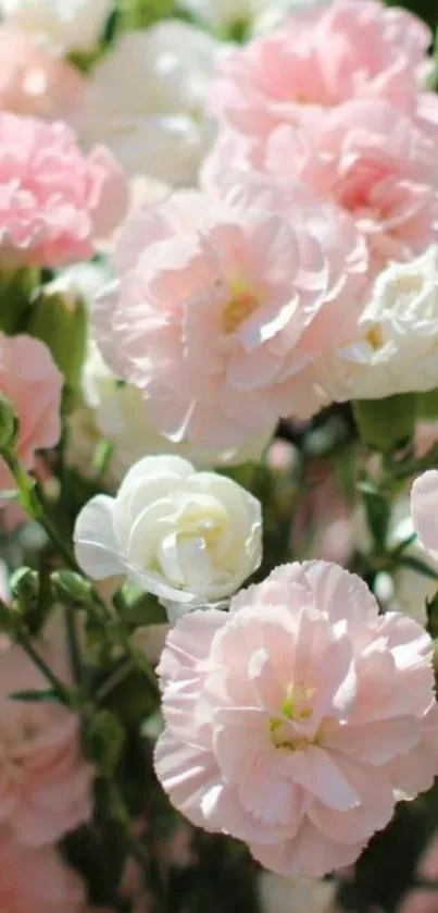 Soft pink carnations and roses in bloom.