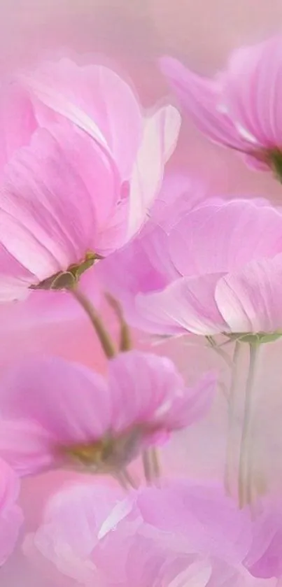 Soft pink flowers in a dreamy arrangement, perfect for a mobile wallpaper.