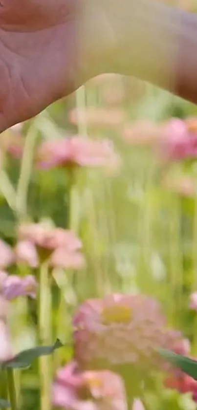 Hand touching gentle pink flowers in a peaceful garden landscape.