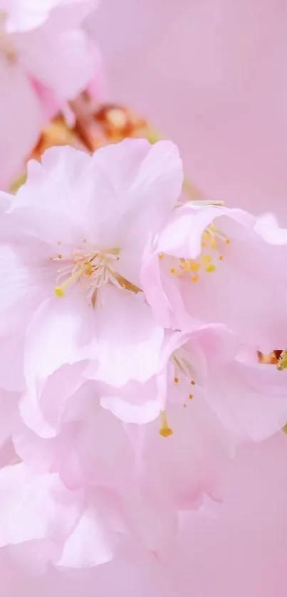 Delicate pink cherry blossoms in full bloom.