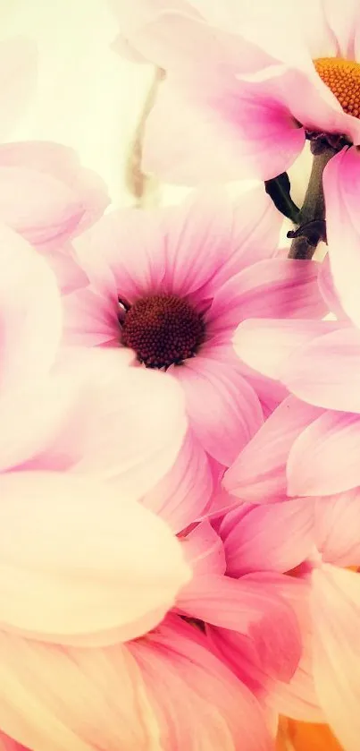 Soft pink flowers with delicate petals in serene arrangement.