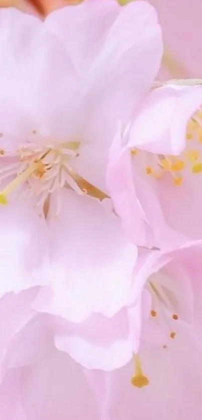 Soft pink floral wallpaper with delicate blossoms.