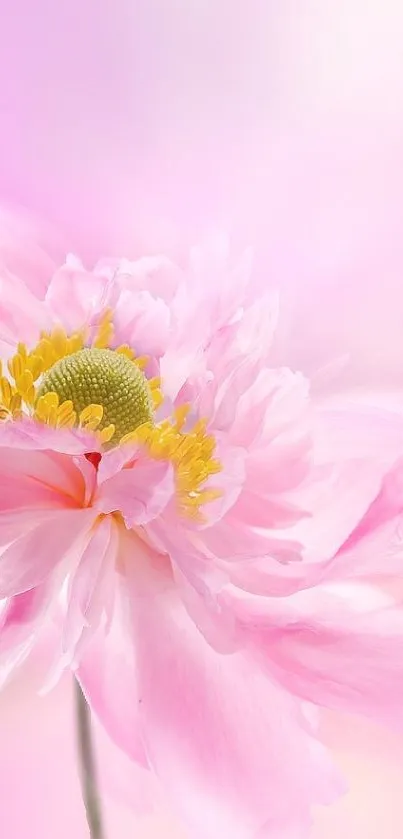 Wallpaper of a pink flower with yellow center and soft, flowing petals.