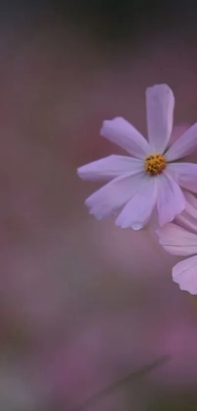 Soft pink cosmos flowers on a blurred background wallpaper.