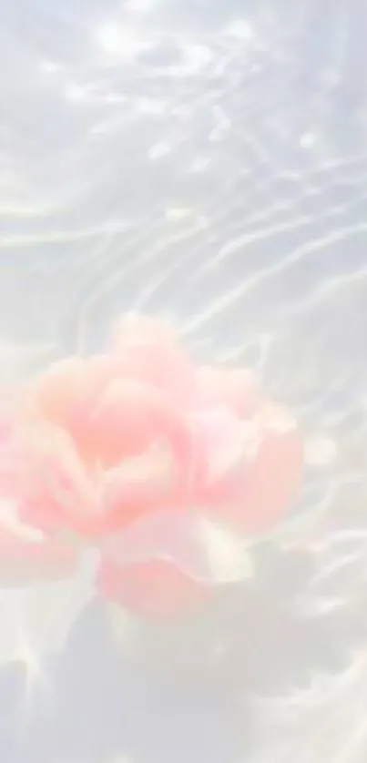 Soft pink rose floating on rippling water.