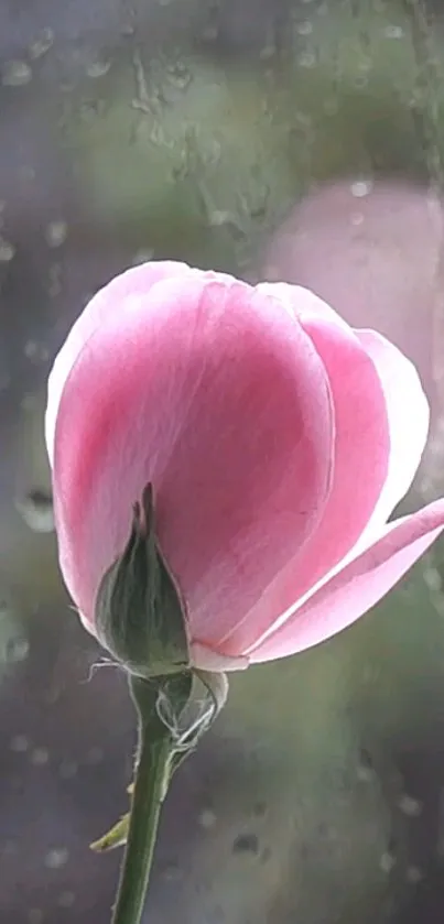 Delicate pink flower with raindrops on window.