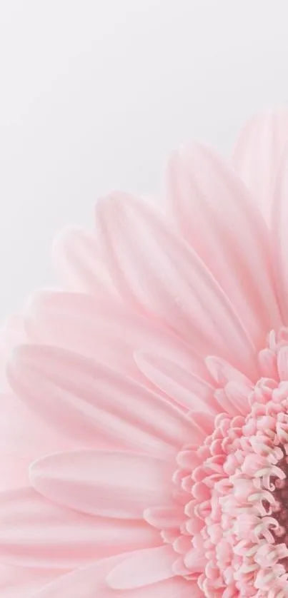 Soft pink flower mobile wallpaper with elegant petals in close-up.