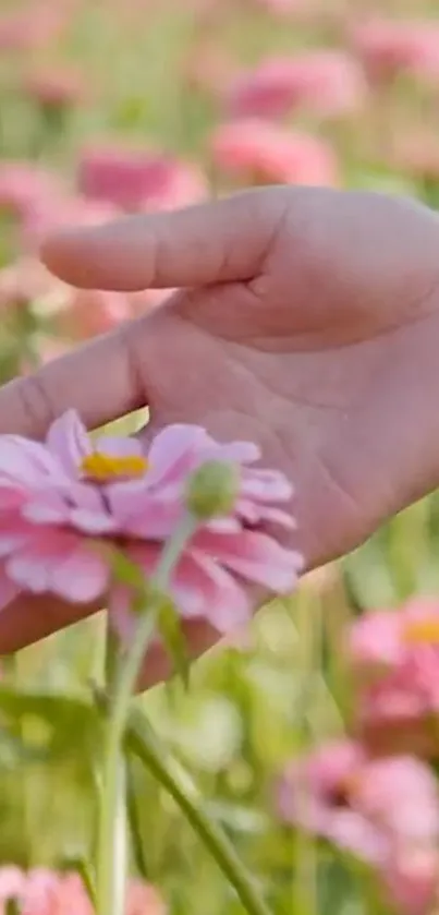 Hand touching a soft pink flower in a lush field.