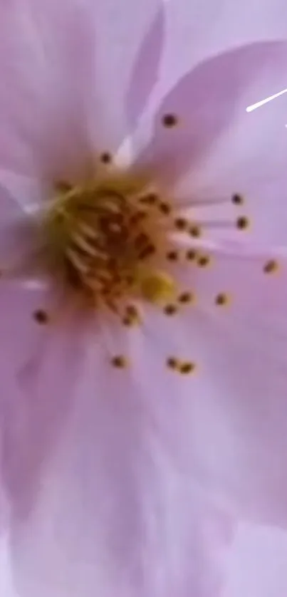 Close-up of a soft pink flower with light petals.