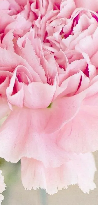 Soft pink carnation flower close-up wallpaper.